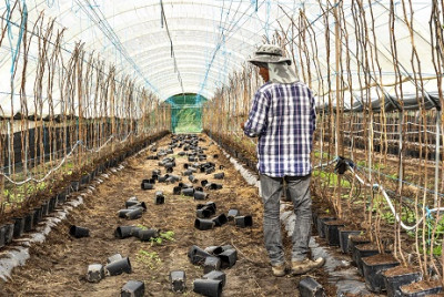 Trabalhador imigrante em estufa