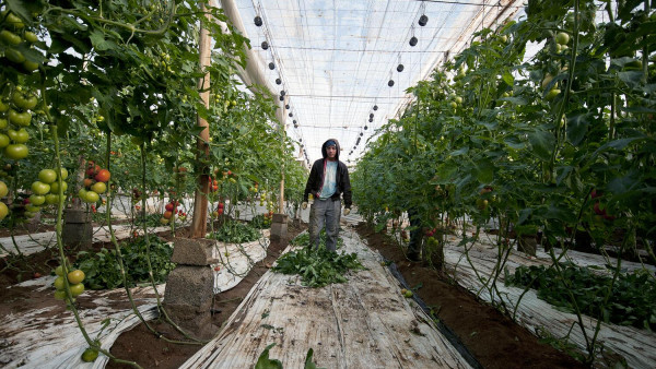 Trabalhador numa estufa de tomates.